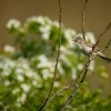 Penice vlasska - Sylvia nisoria - Barred Warbler 5490